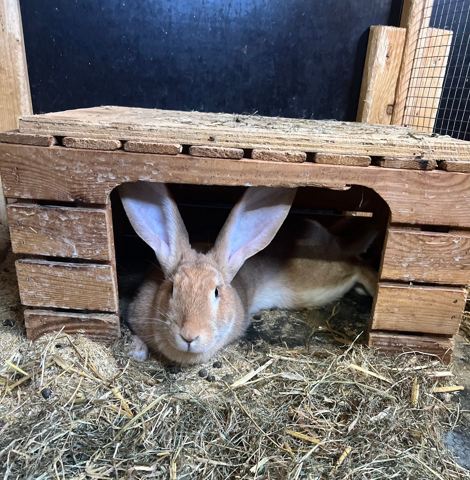 Jonge vlaamse reus voedster, Dieren en Toebehoren, Konijnen, Vrouwelijk, Groot