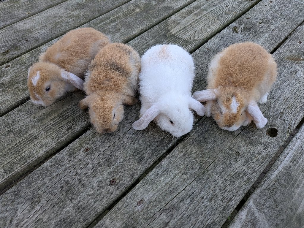 Lieve hangoor konijntjes geboren! Konijnen, Dieren en Toebehoren, Meerdere dieren, Klein, Hangoor, 0 tot 2 jaar
