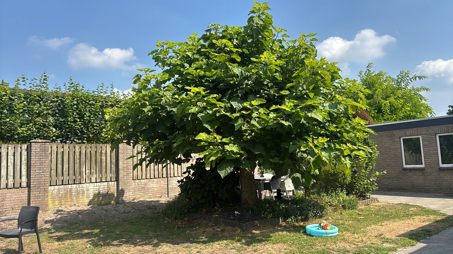 Catalpa boom, Zomer, 400 cm of meer, Ophalen, Volle zon