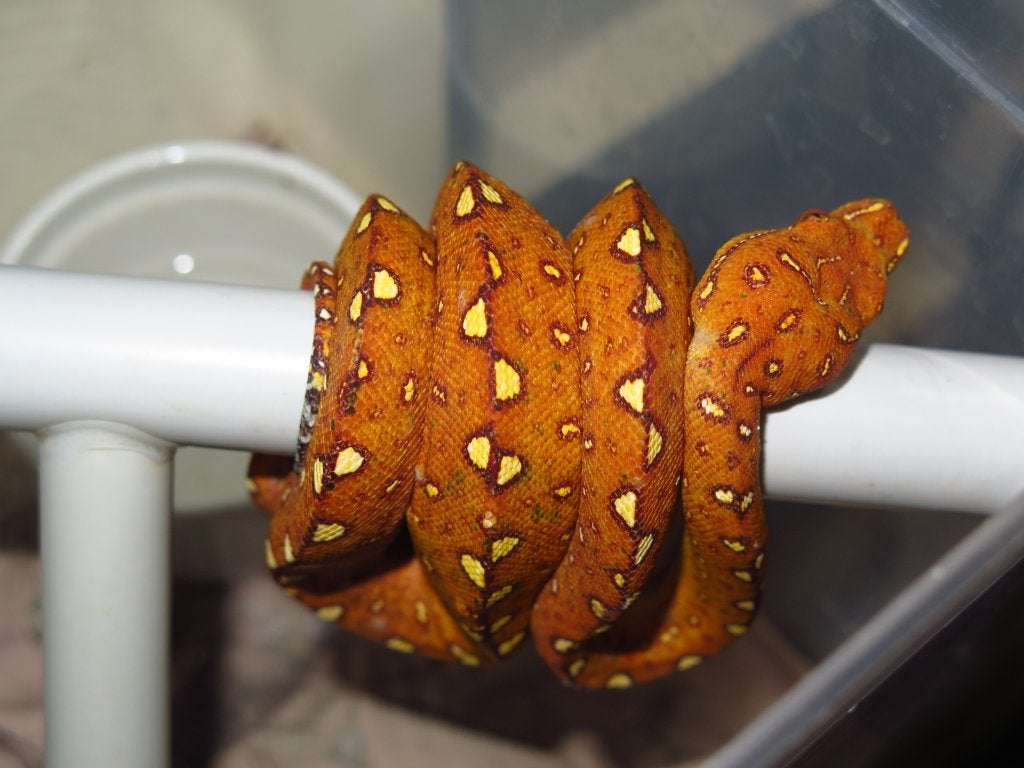 Morelia viridis biak juvénile 2025, Dieren en Toebehoren, Slang, 0 tot 2 jaar