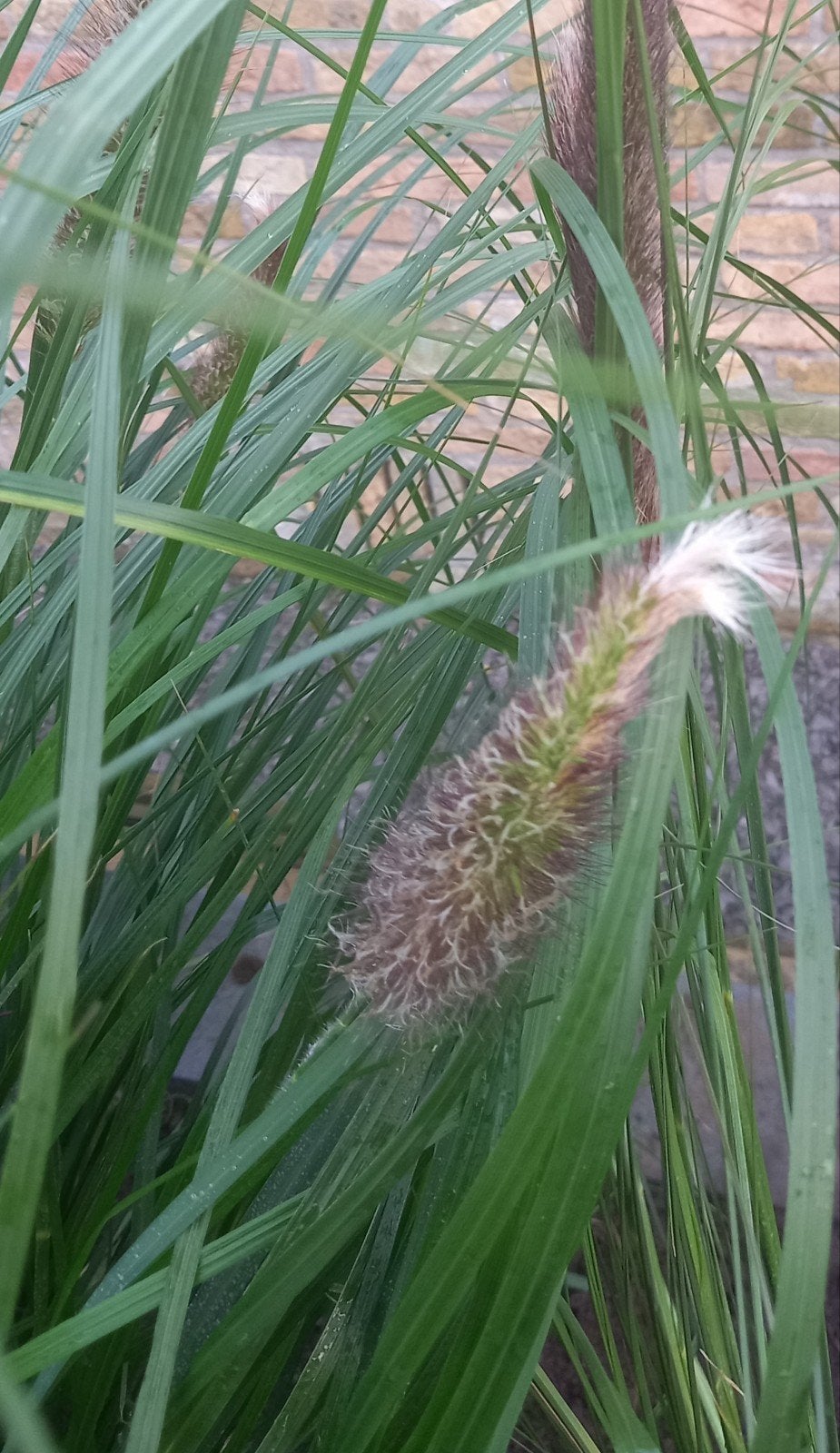 Grote penisetum/lampenpoetser "red hed", Tuin en Terras, Ophalen, Vaste plant, Siergrassen