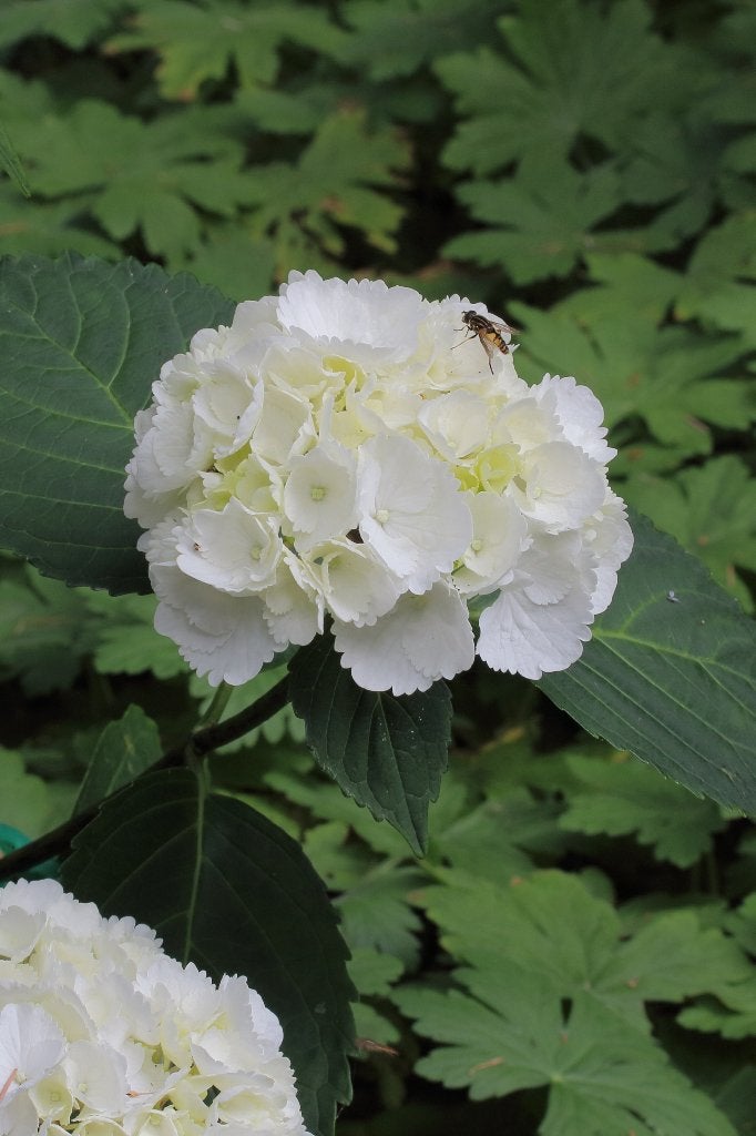45 witte hortensia White Ball €225 – €5 per plant, Ophalen of Verzenden, Hortensia, Haag, Minder dan 100 cm