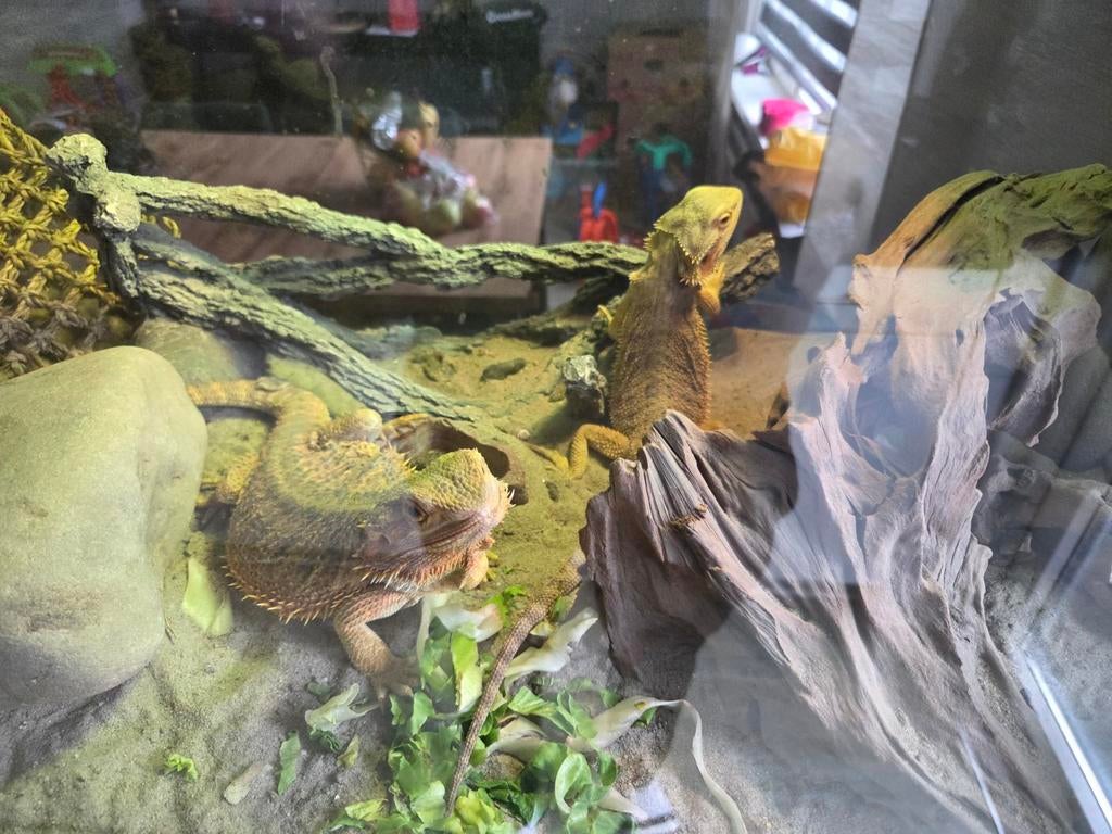 Terrarium met 2 baardagamen, Dieren en Toebehoren, Tam, 0 tot 2 jaar