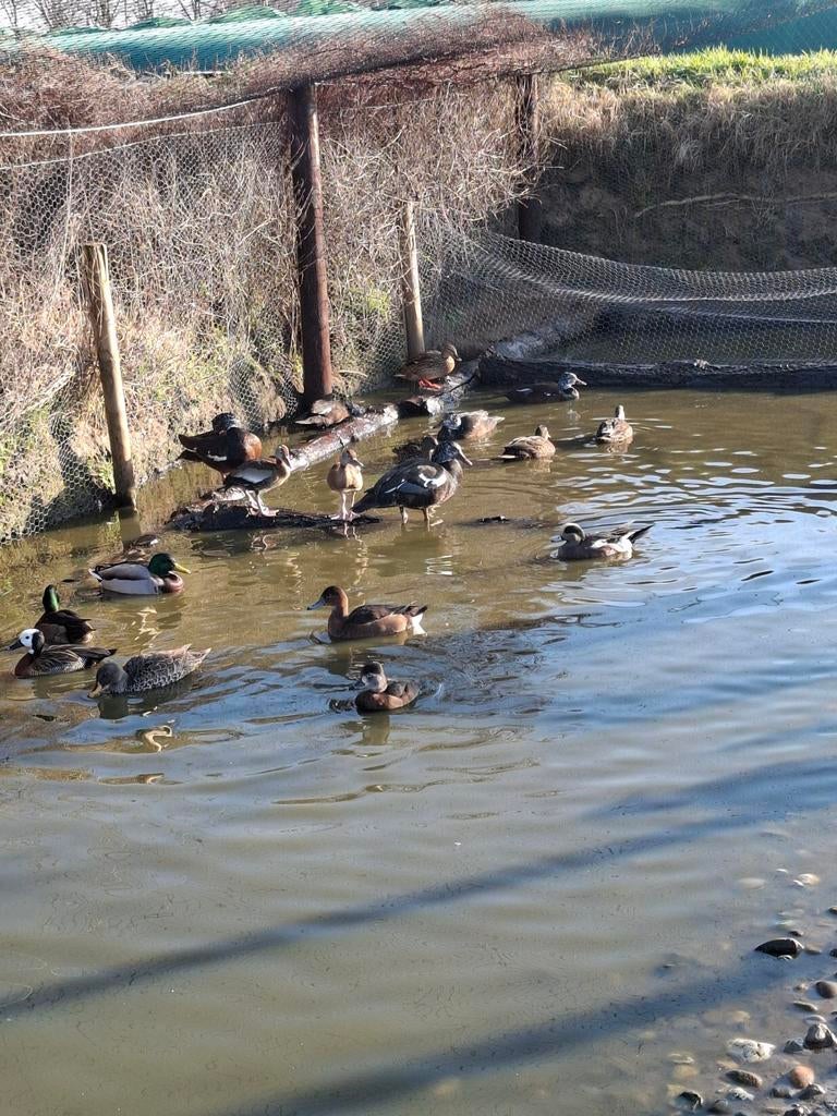 Te koop siereenden eenden watervogels, Dieren en Toebehoren, Pluimvee, Meerdere dieren, Eend