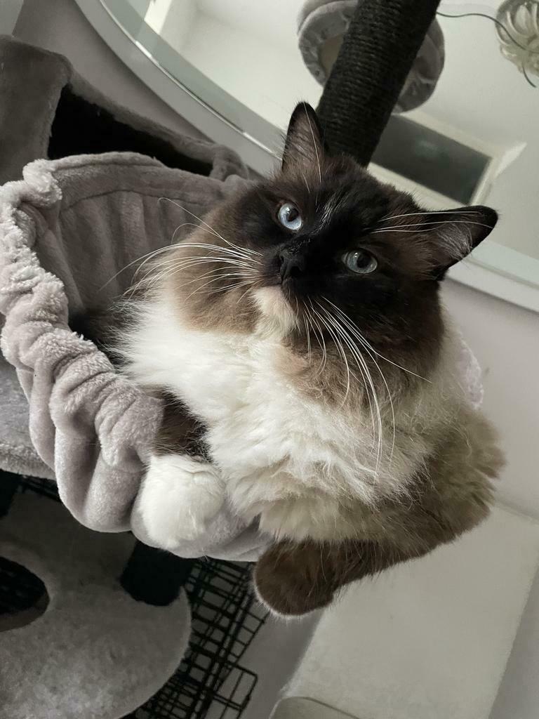 Ragdoll DNA GETEST(dekkater)NIET TE KOOP