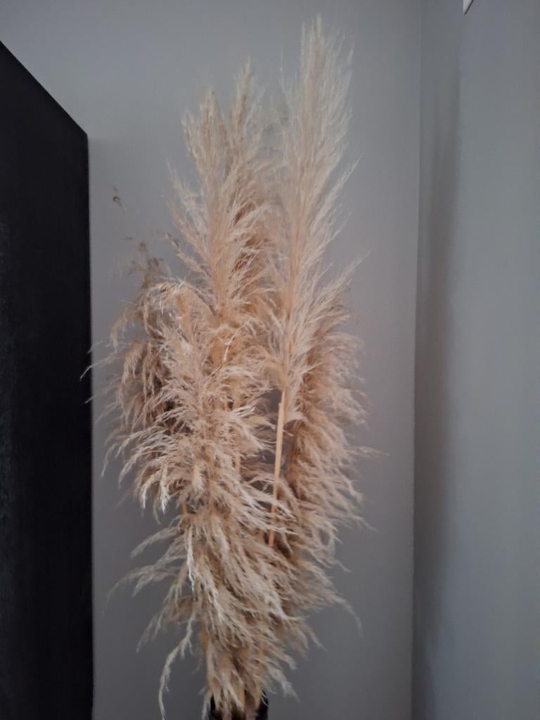 Pampas pluimen - 1 meter tot 1.80 meter, Ophalen, Nieuw