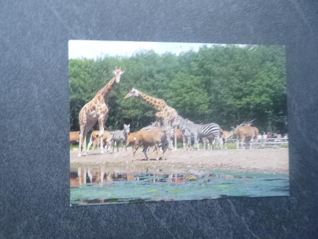 Arnhem, Burgers Zoo, Burgers safari, Verzenden, 1980 tot heden, Ongelopen, Gelderland