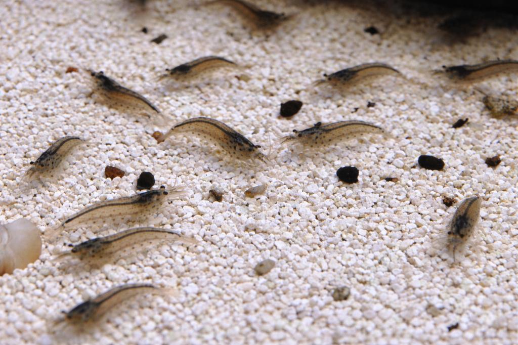 Japonica Garnalen - Caridina multidentata, Dieren en Toebehoren, Vissen | Aquariumvissen, Kreeft, Krab of Garnaal, Zoetwatervis
