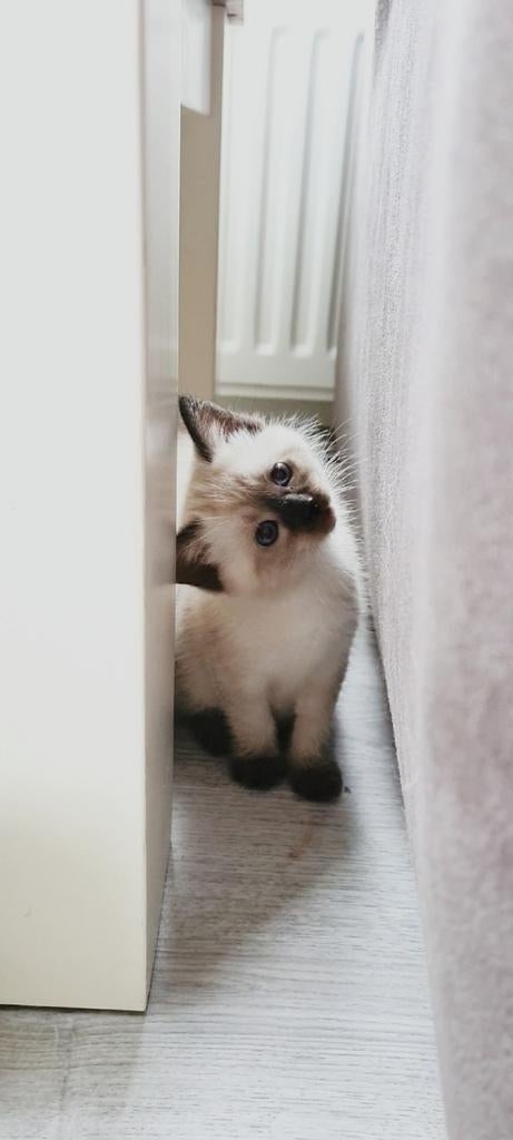 Gezocht: één of twee lieve kittens, Dieren en Toebehoren, Katten en Kittens | Raskatten | Korthaar