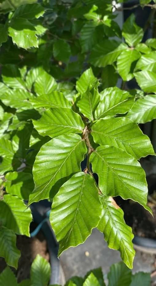 Fagus groene beuken haag, Tuin en Terras, Planten | Struiken en Hagen, Ophalen of Verzenden, Beukenhaag, 100 tot 250 cm