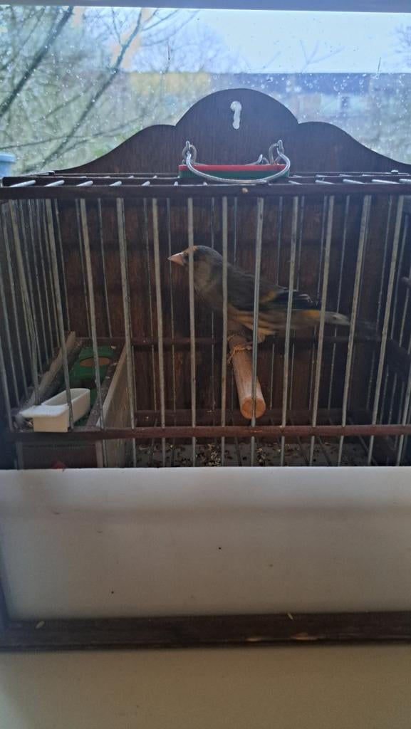 Bastaard putters vogel man, Dieren en Toebehoren, Vogels | Overige Vogels, Mannelijk, Wildzangvogel