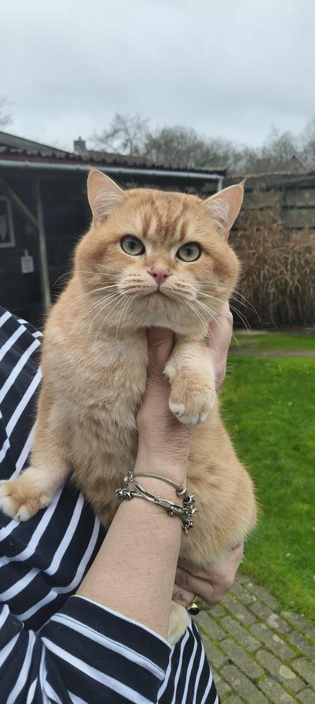 Dekkater Brits korthaar. Int nat kampioen, Dieren en Toebehoren, Katten en Kittens | Dekkaters, 0 tot 2 jaar