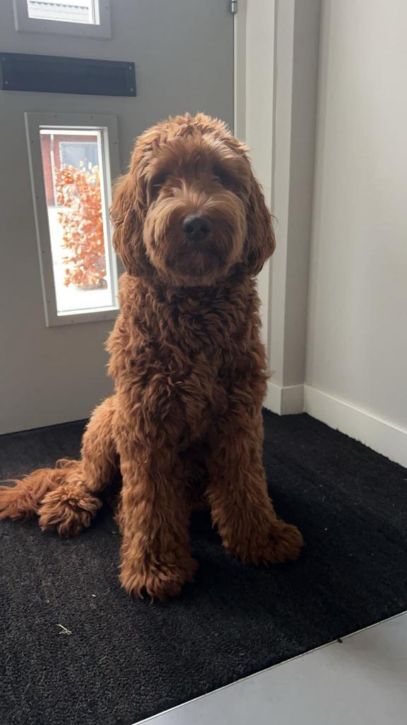 Australian Labradoodle dekreu met stamboom, Reu, 1 tot 2 jaar, Parvo, Eén hond