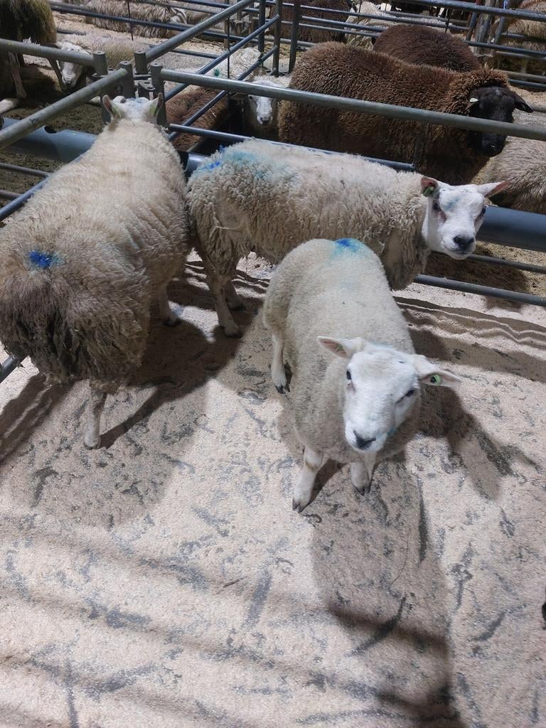 Schapen., Meerdere dieren, Schaap