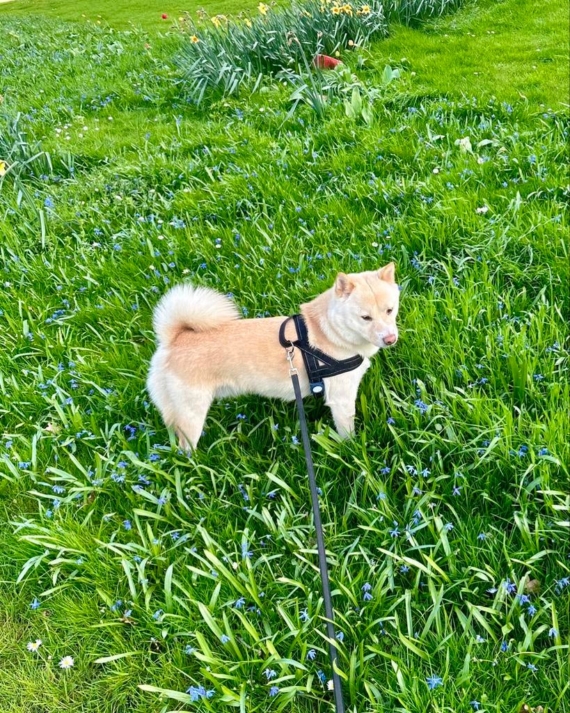 Shiba Inu dekrue, België, Particulier, Reu, Parvo