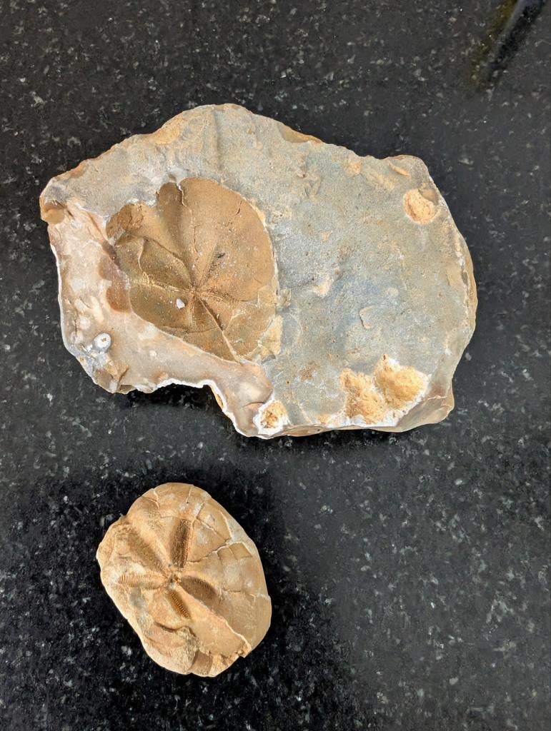 Versteende Zee-egel Fossiel uit Krijtperiode (Echinoidea), Ophalen of Verzenden, Fossiel