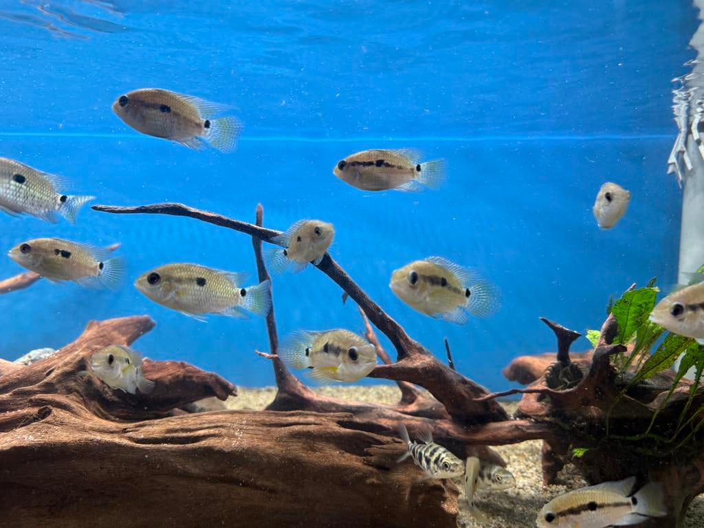 Aequidens portalegrensis - groene acara, Vis