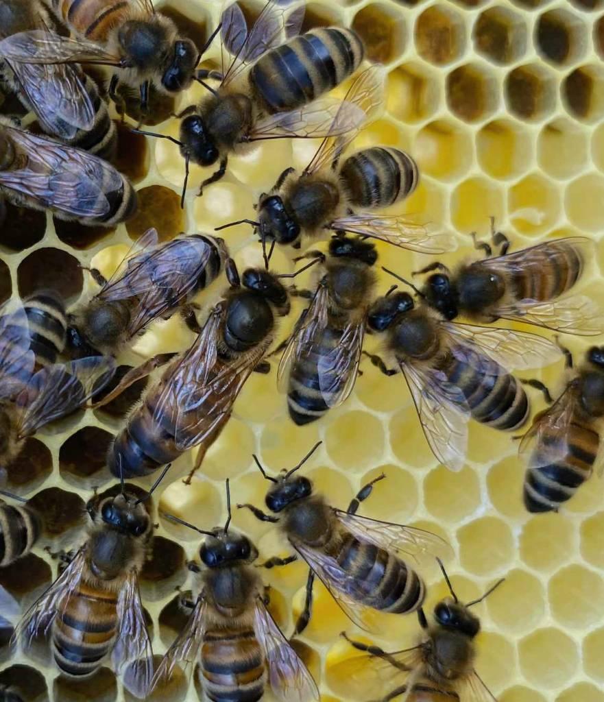 Buckfast Koninginnen, Dieren en Toebehoren, Bijen