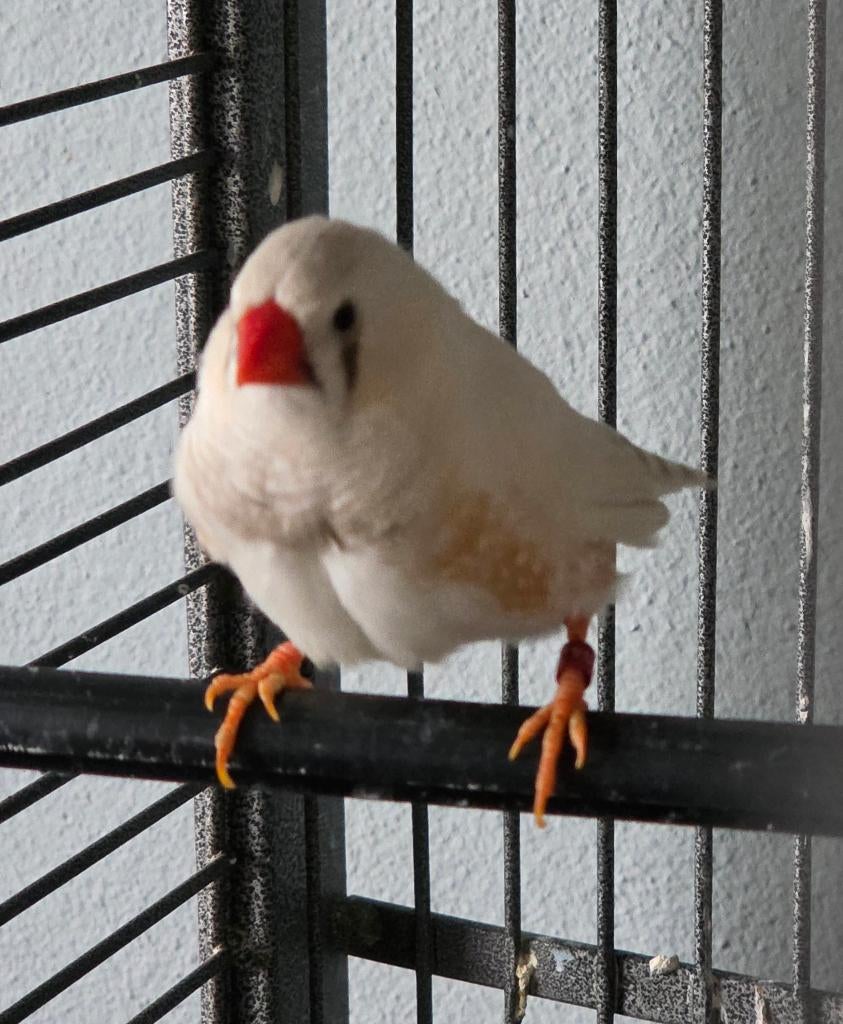 Zebravinken, paartje ca 10 mnd oud, evt met kooi, Dieren en Toebehoren, Meerdere dieren, Tropenvogel