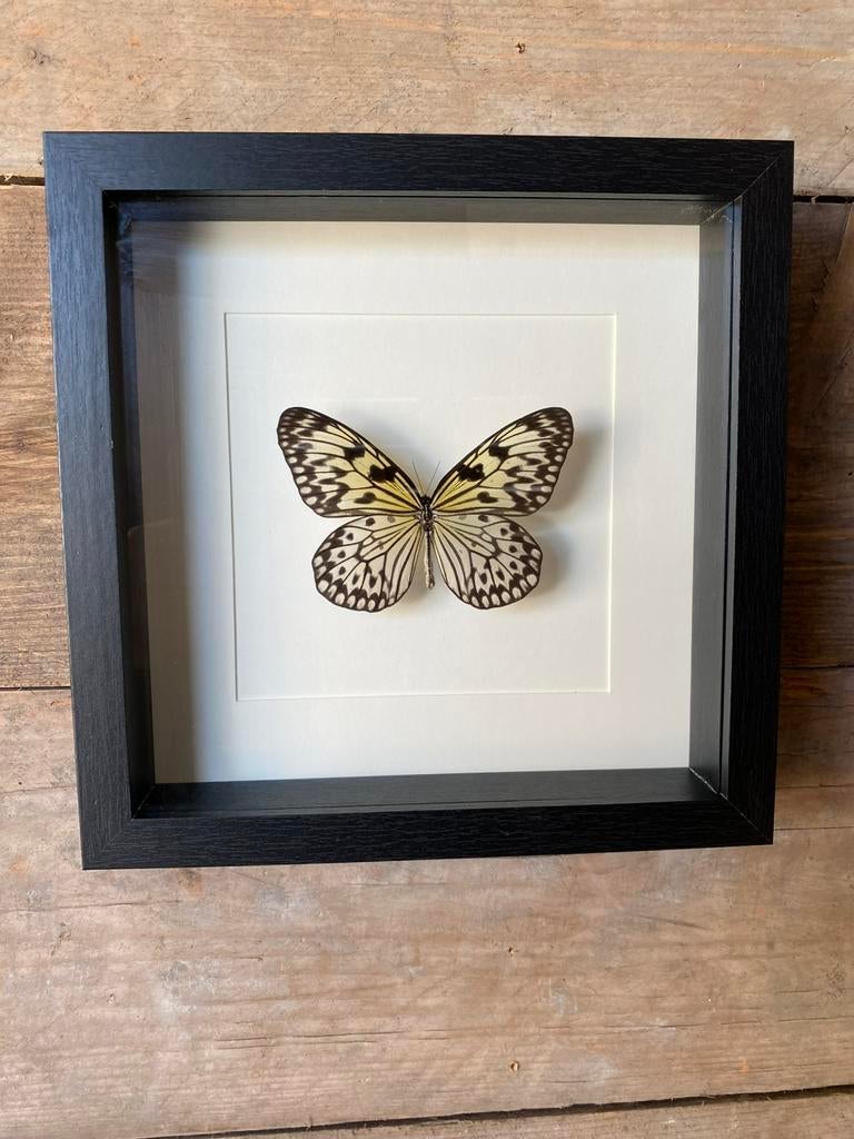 Mooie lijst met een opgezette vlinder (Idea Leuconoe), Ophalen of Verzenden, Nieuw, Insect, Opgezet dier