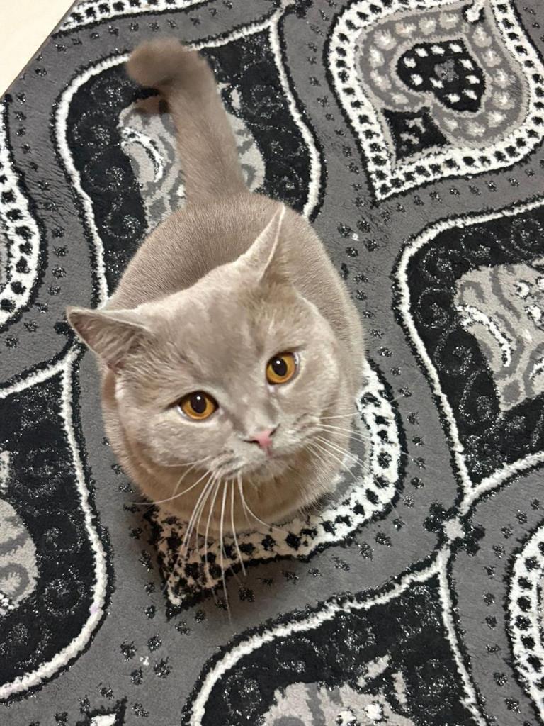 britse korthaar Raszuiver dekkater NIET TE. KOOP ❤️, 0 tot 2 jaar