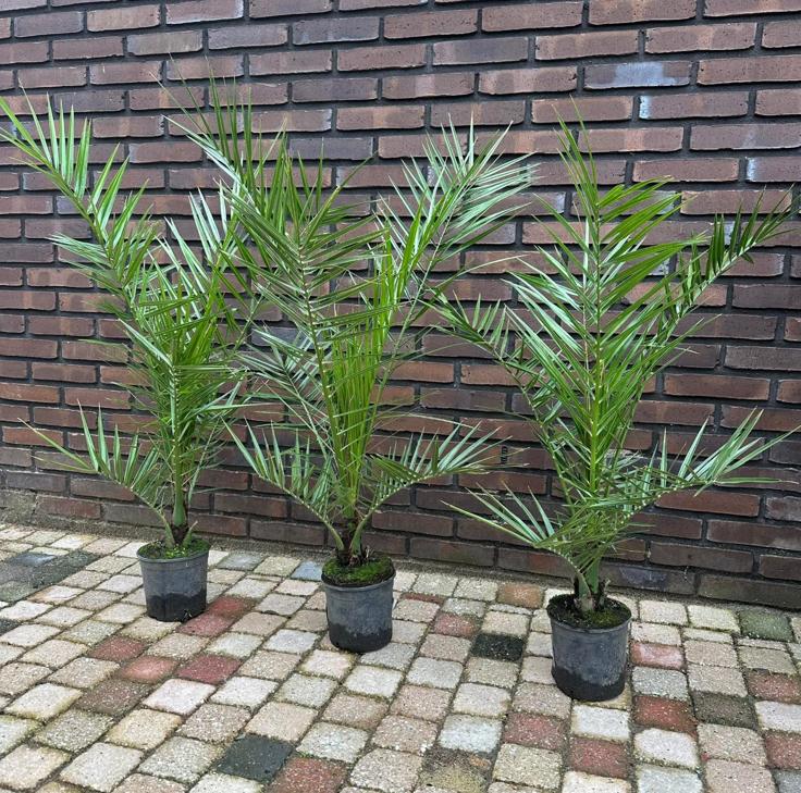 VERSE PHOENIX PALM 3 STUKS €50-,, Tuin en Terras, Planten | Bomen, Bloeit niet, 100 tot 250 cm, Palmboom, Ophalen