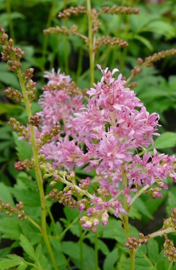 Astilbe astary Pink P9, Ophalen of Verzenden, Vaste plant, Overige soorten, Halfschaduw