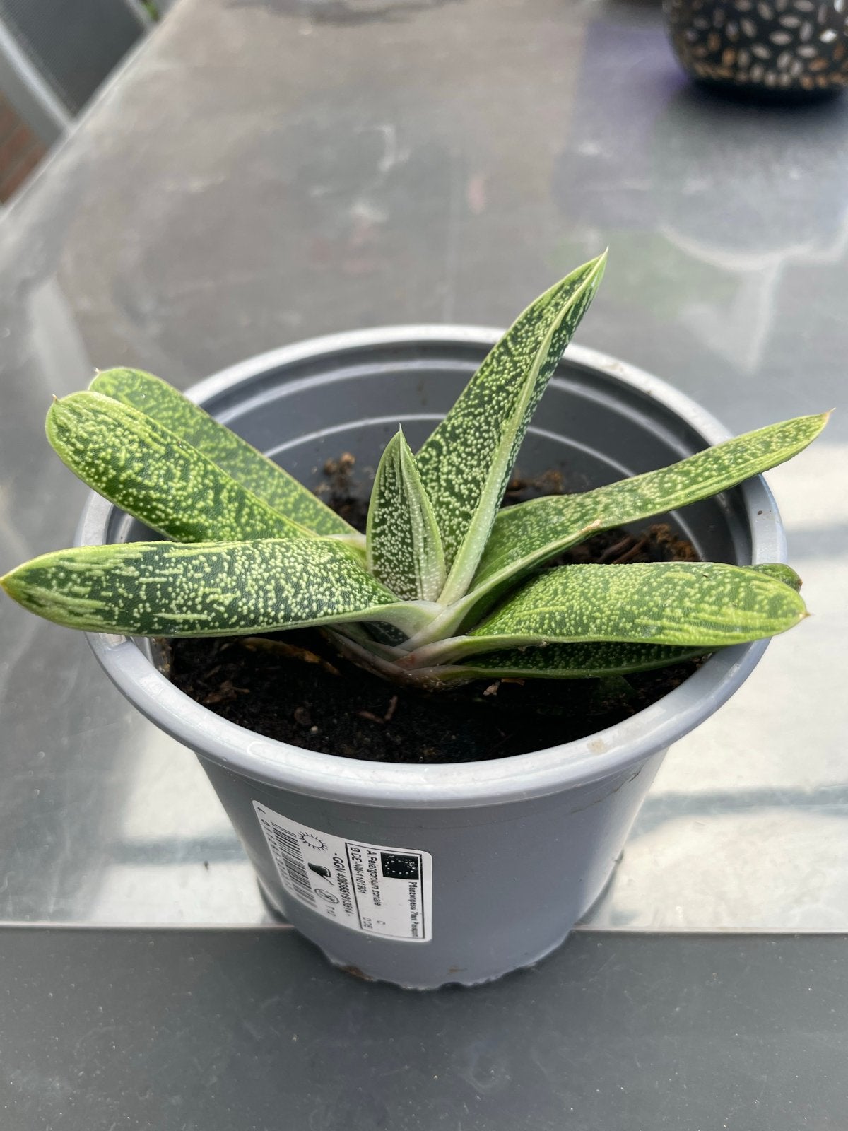 Gasteria 'Little Warty' - Decoratieve Vetplant, Ophalen, Vetplant, Halfschaduw, In pot
