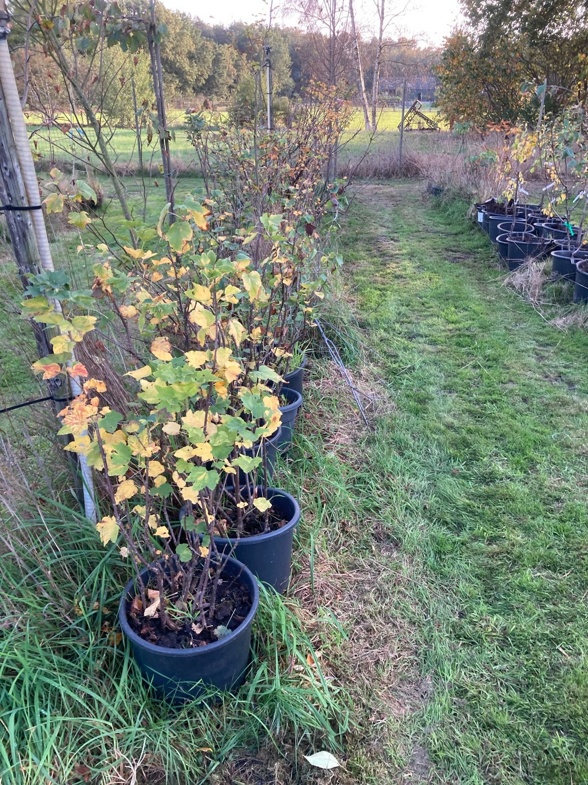 Biologische fruit- en vruchtenbomen - Restantenmarkt, Overige soorten, Lente, 100 tot 250 cm, Ophalen