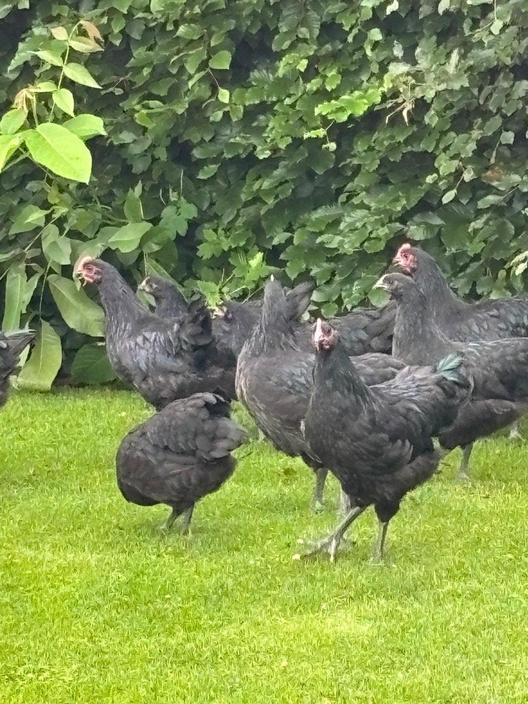australorop hanen, Dieren en Toebehoren, Mannelijk, Kip