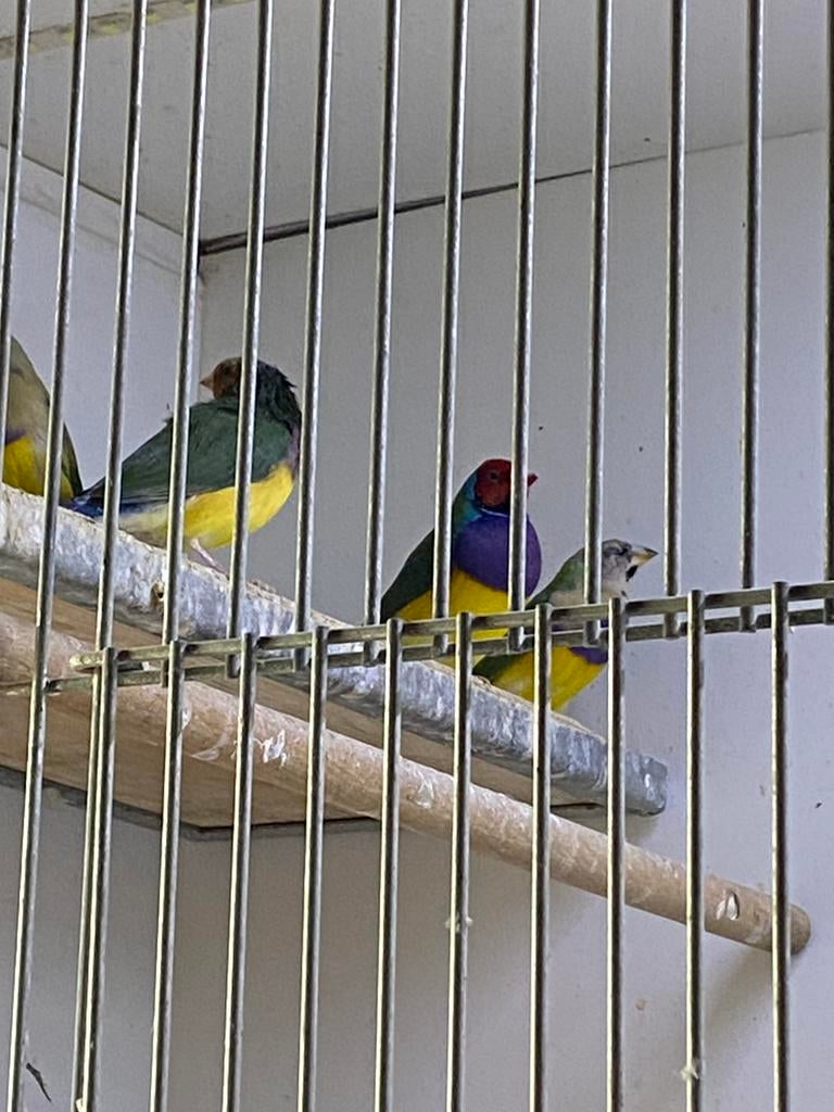 11 Jonge Gouldamadines, Dieren en Toebehoren, Meerdere dieren, Tropenvogel