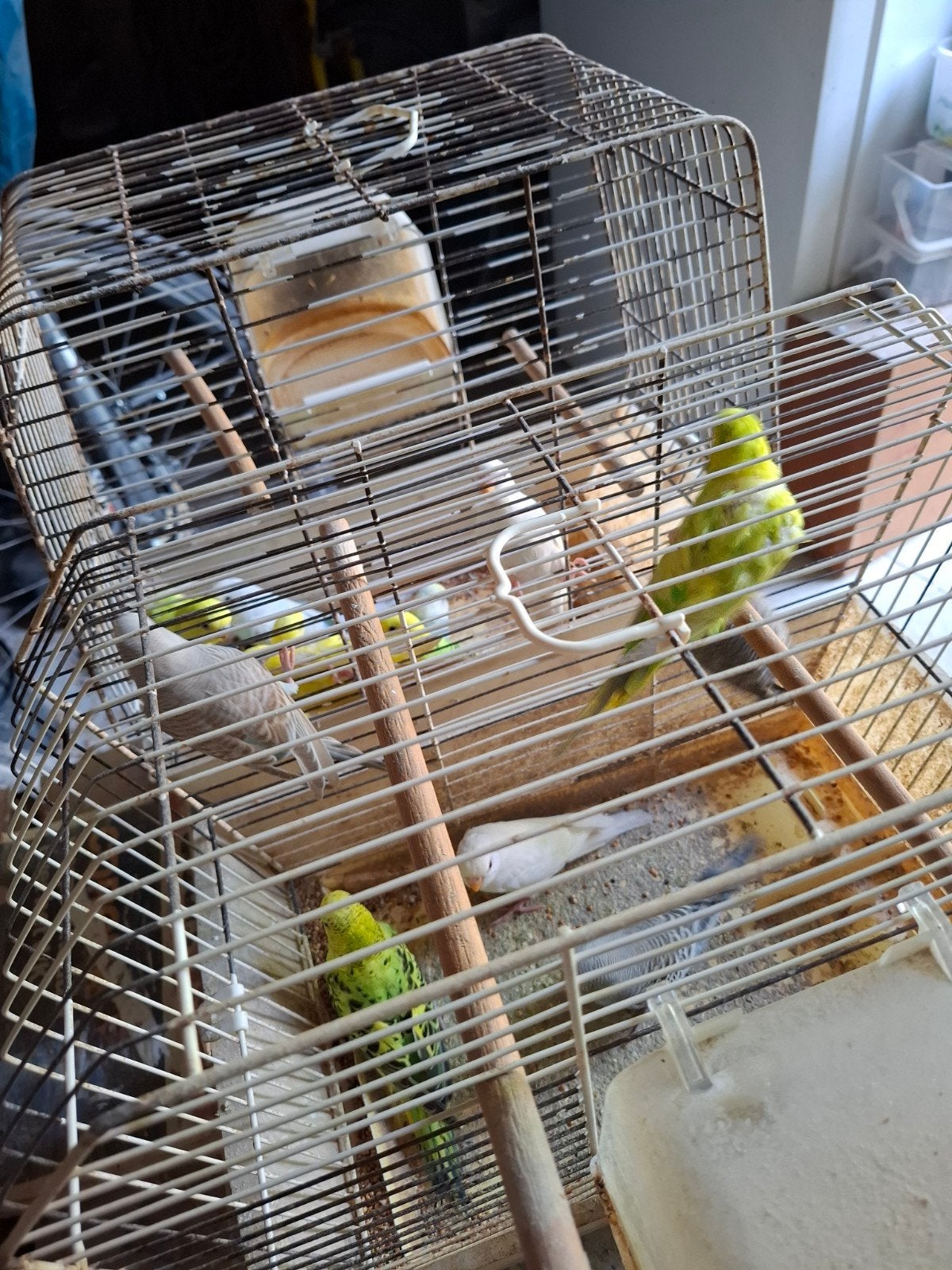 te koop aangeboden jonge grasparkieten, Dieren en Toebehoren, Vogels | Hokken en Kooien, Ophalen, Vogelkooi