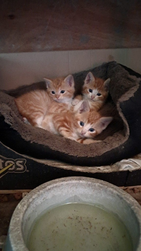 Rode kater kittens, Dieren en Toebehoren, Katten en Kittens | Overige Katten, Kater, Kortharig, 0 tot 2 jaar