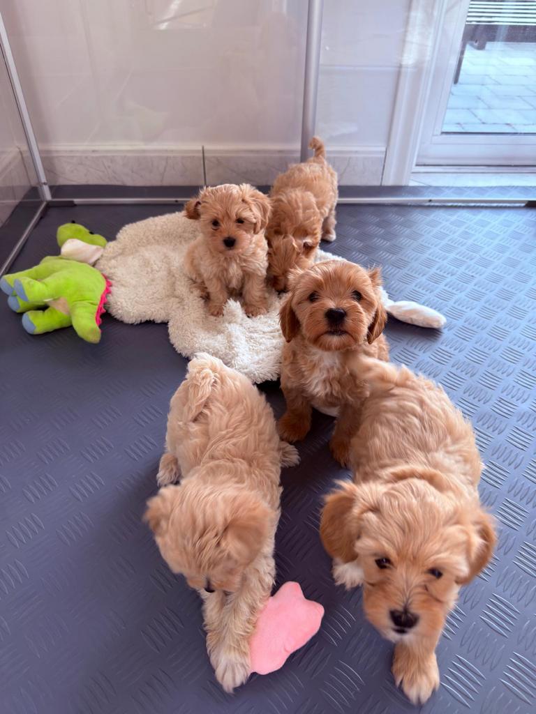Mini maltipoo pups (mini maltezer x toy poedel), Dieren en Toebehoren, Parvo, België, Particulier, Overige rassen