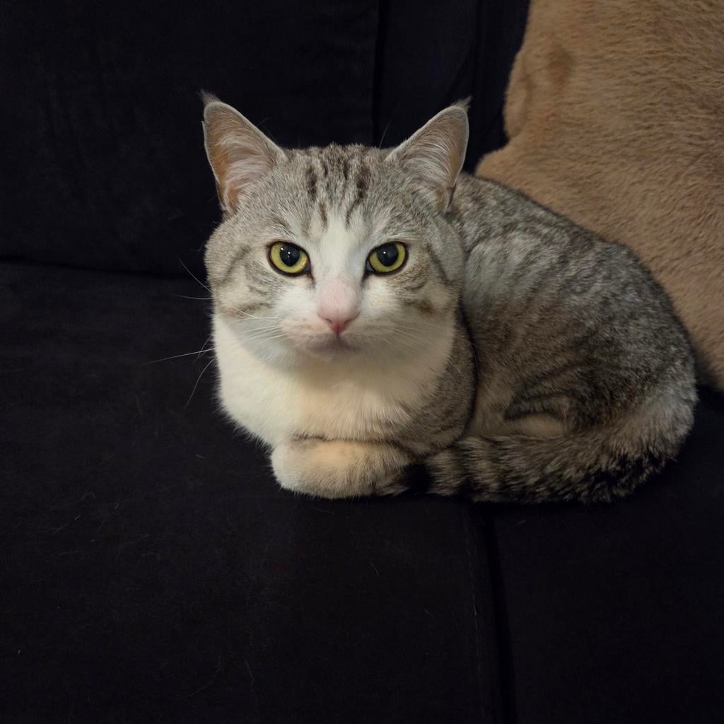 Zoek een poes
