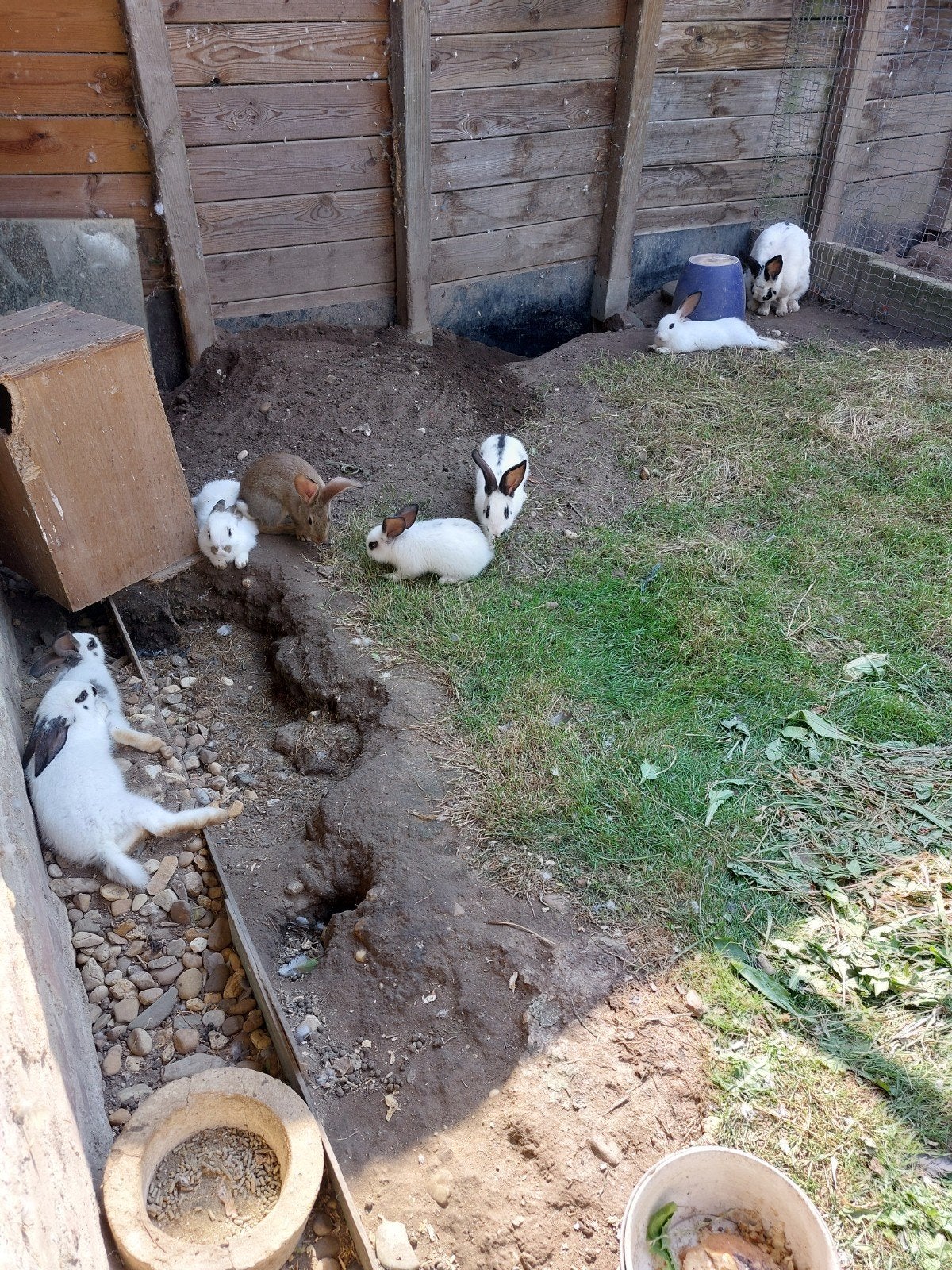 Lotharinger, Dieren en Toebehoren, Knaagdieren, Mei, Mannelijk, Overige typen