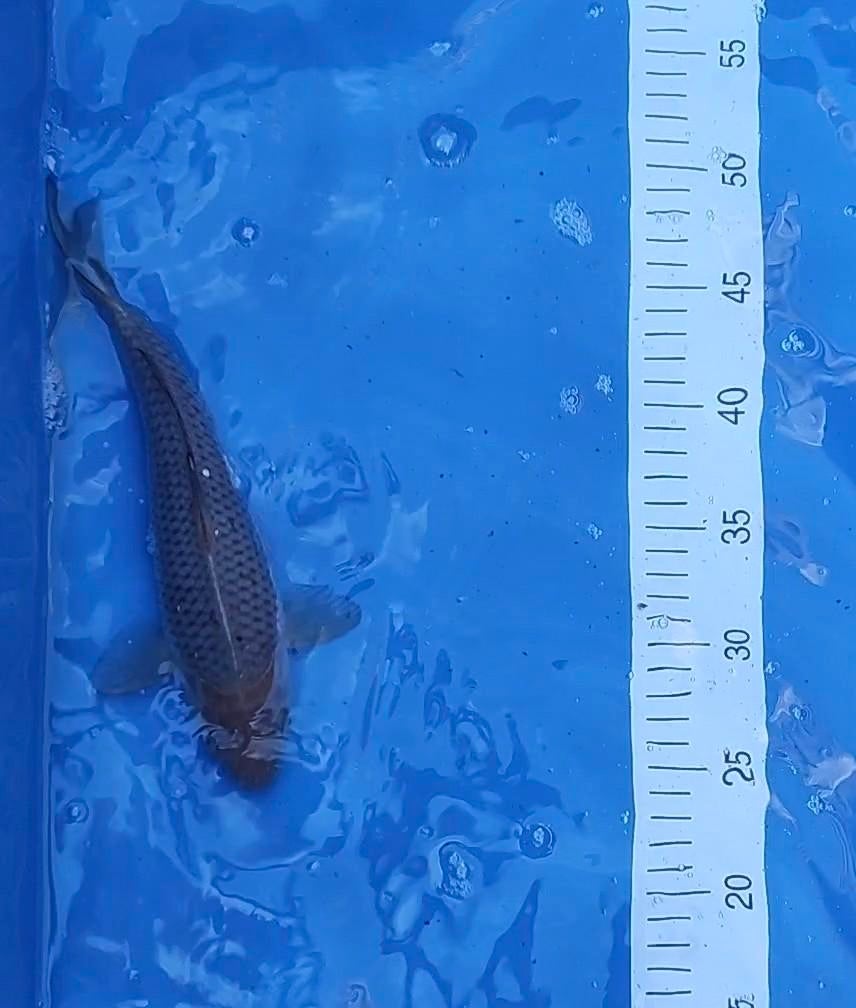 Japanse koi Soragoi & Soragoi/Ochiba 26 cm / 20 cm, Karper of Koi