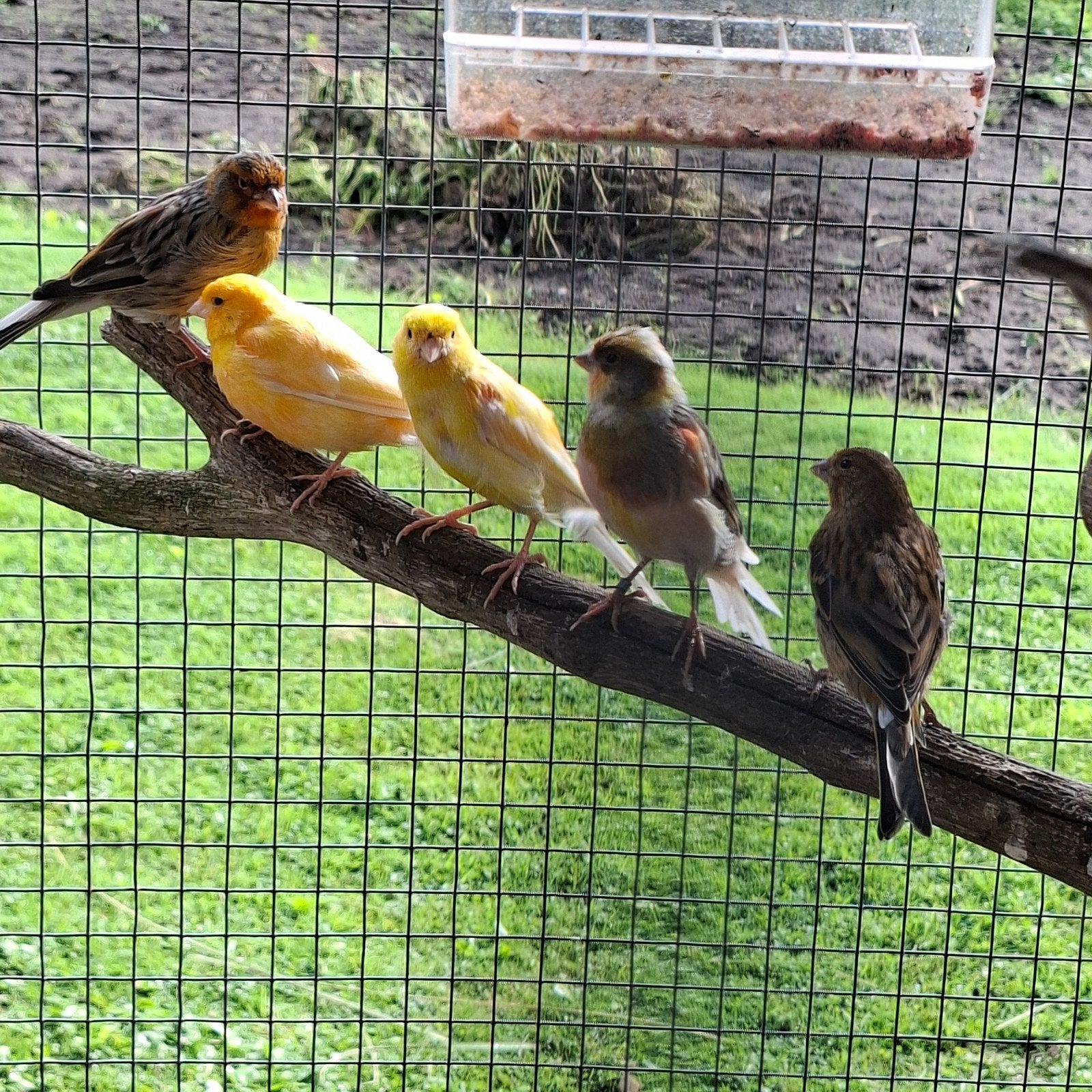 Kanaries uit buitenvoilere, Dieren en Toebehoren, Vogels | Kanaries, Meerdere dieren, Kleurkanarie