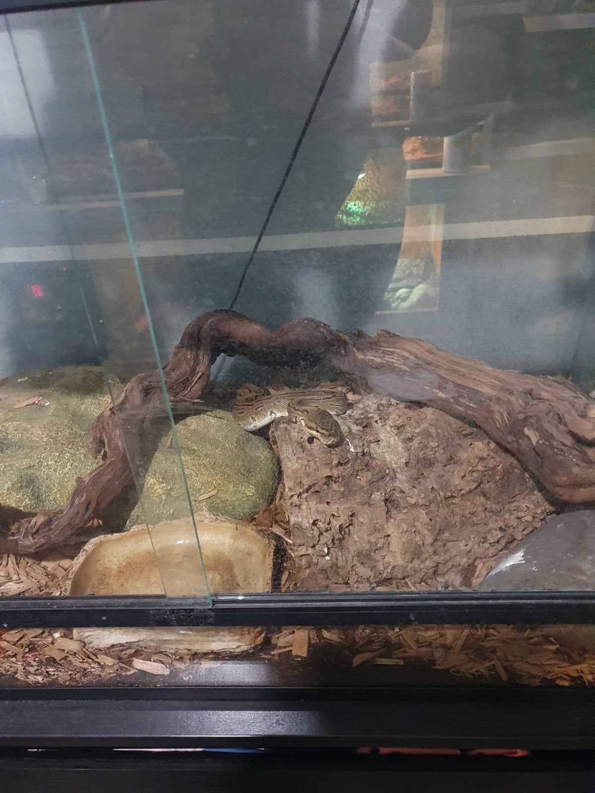 Koningspython vrouwtje Ball Python photo 3