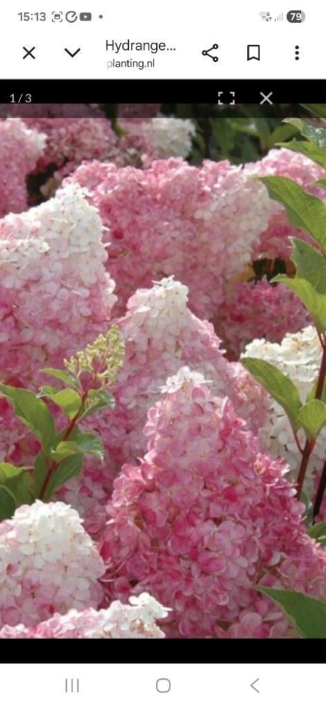 pluimhortensia vanillie fraise, Volle zon, Vaste plant, Zomer, Ophalen