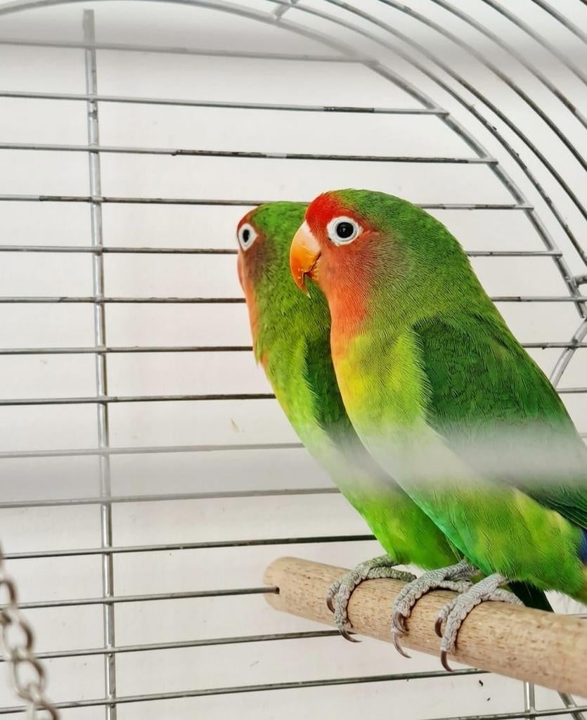 Tekoop broer en zus koppel, Meerdere dieren, Dwergpapegaai of Agapornis, Tam