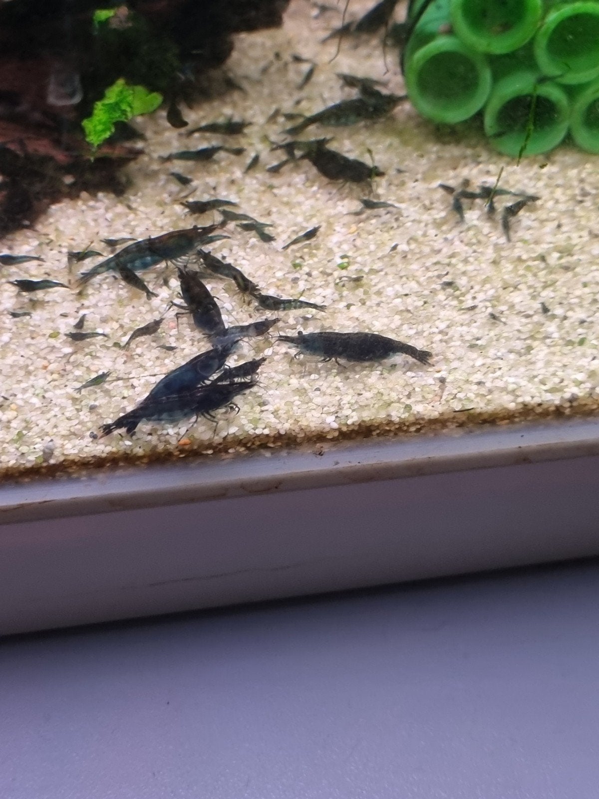 Donker blauwe garnalen, Dieren en Toebehoren, Vissen | Aquariumvissen, Kreeft, Krab of Garnaal