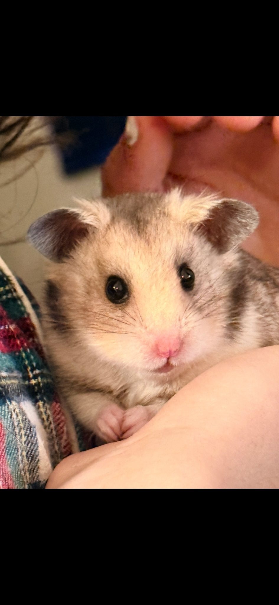 Syrische hanster, Dieren en Toebehoren, Knaagdieren, Hamster, Mannelijk, Juli, Tam