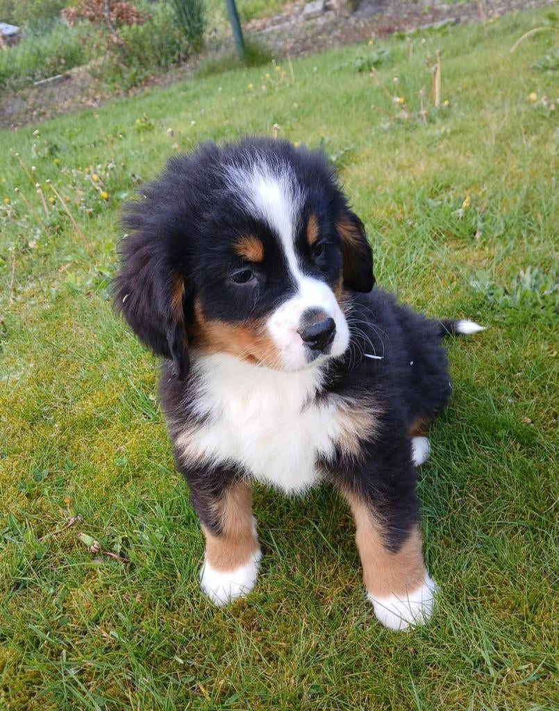 Berner sennen pups, gekruist. Boulab, Dieren en Toebehoren, Honden | Bulldogs, Pinschers en Molossers, Parvo, Overige rassen, 8 tot 15 weken
