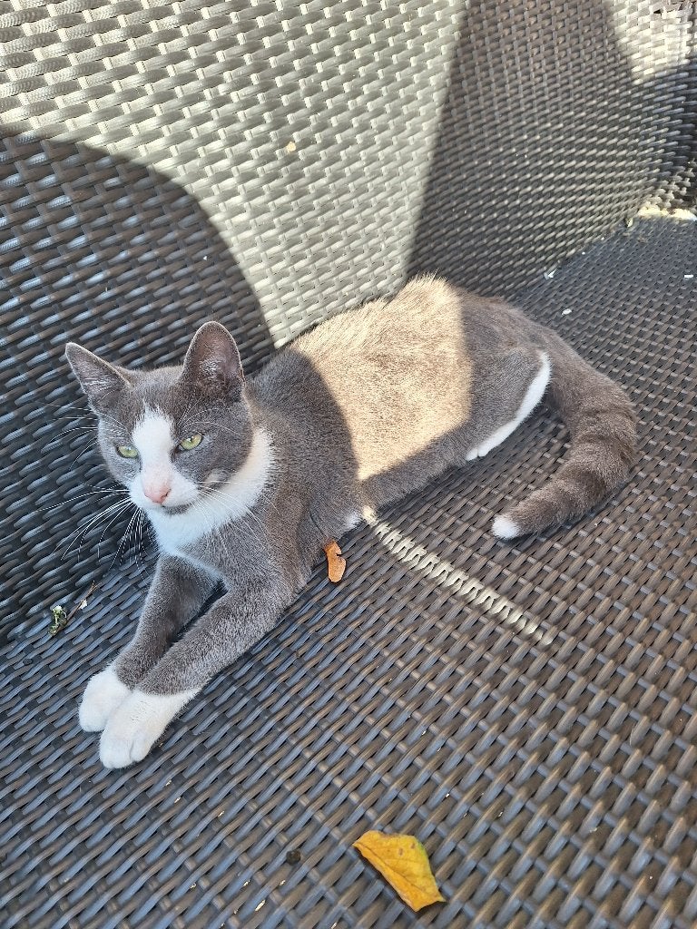Kater, Dieren en Toebehoren, Kater, Kortharig, 0 tot 2 jaar
