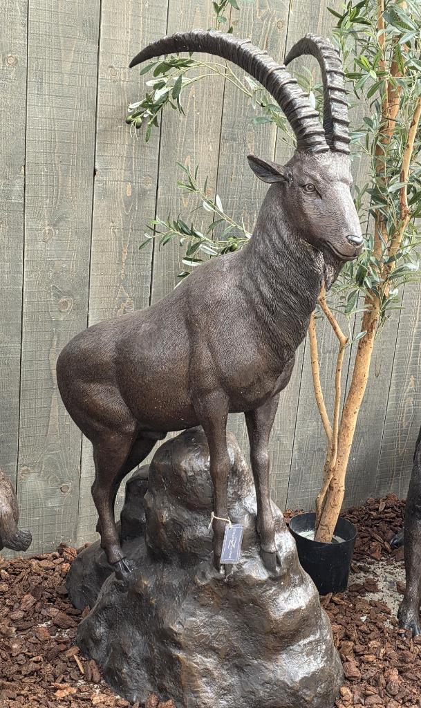 STEENBOK / bronzen beeld, Dierenbeeld, Nieuw, Info@huisentuindecoratiemarie.nl, Huis en tuin decoratie marie