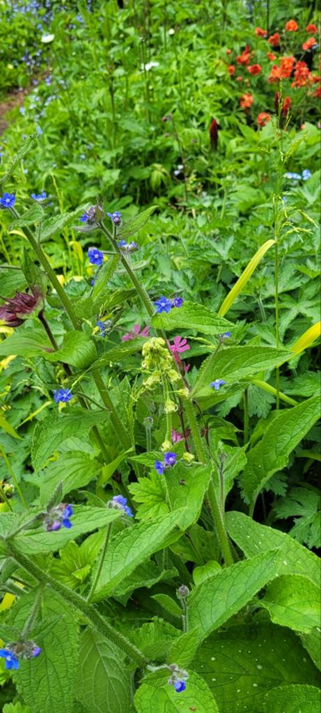 Diverse planten in pot inheems en niet inheems, Ophalen, Overige soorten, Volle zon