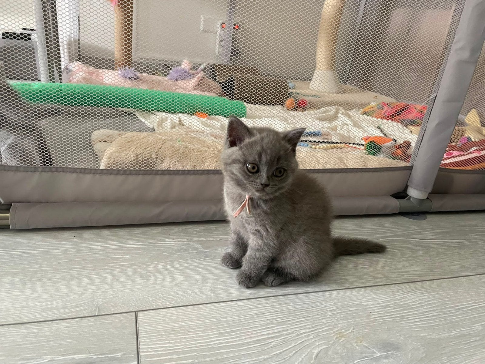 Super mooie britse korthaar kittens, mogen het nest verlaten, Dieren en Toebehoren, Meerdere dieren, Ontwormd