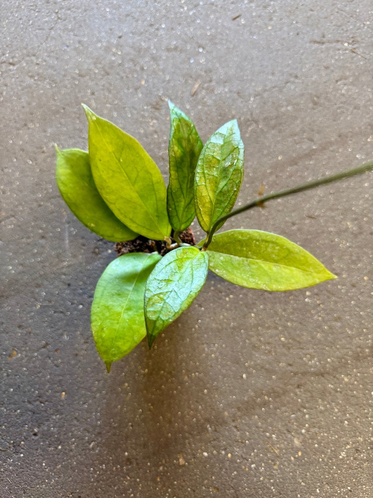 Hoya Tequila Sunrise p9, Overige soorten, In pot, Minder dan 100 cm, Groene kamerplant