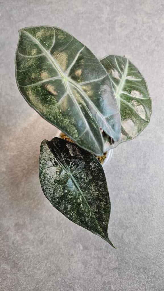 Alocasia Pink Dragon Stardust Variegata, Huis en Inrichting, Kamerplanten, Minder dan 100 cm, Halfschaduw, Ophalen of Verzenden